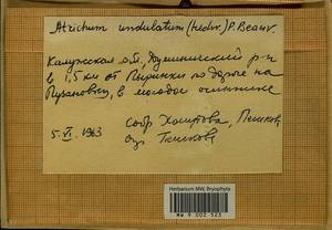 Atrichum undulatum (Hedw.) P. Beauv., Гербарий мохообразных, Мхи - Центральное Нечерноземье (B6) (Россия)