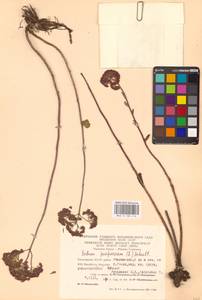 Очитник обыкновенный (L.) H.Ohba, Восточная Европа, Восточный район (E10) (Россия)