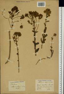 Очитник большой (L.) Holub, Восточная Европа, Центральный лесостепной район (E6) (Россия)