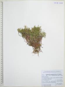 Плаунок кровянокрасный (L.) Spring, Сибирь, Дальний Восток (S6) (Россия)