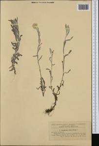 Helichrysum luteoalbum (L.) Rchb., Западная Европа (EUR) (Румыния)