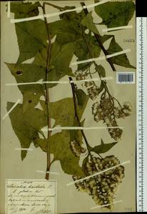 Какалия копьевидная (L.) H. Koyama, Зарубежная Азия (ASIA) (КНР)