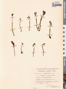 Ладьян трехнадрезанный Châtel., Сибирь, Чукотка и Камчатка (S7) (Россия)