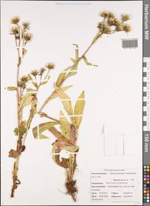 Picris japonica subsp. kamtschatica (Ledeb.) Hultén, Сибирь, Чукотка и Камчатка (S7) (Россия)