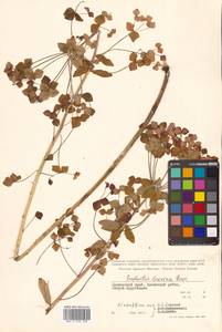 Молочай рощевый Rupr., Сибирь, Дальний Восток (S6) (Россия)