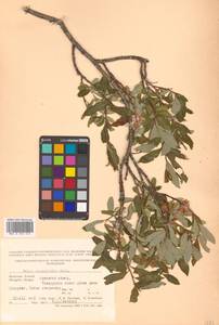Ива жестеролистная Pall., Монголия (MONG) (Монголия)
