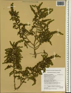 Thymelaea hirsuta (L.) Endl., Зарубежная Азия (ASIA) (Кипр)