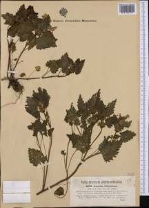 Lamium garganicum subsp. striatum (Sm.) Hayek, Западная Европа (EUR) (Венгрия)