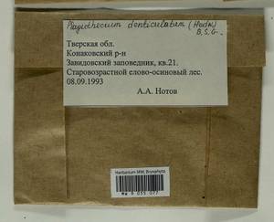 Plagiothecium denticulatum (Hedw.) Schimp., Гербарий мохообразных, Мхи - Центральное Нечерноземье (B6) (Россия)