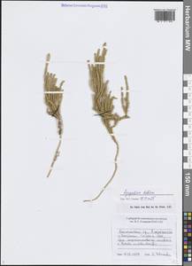 Spinulum annotinum subsp. dubium (Zoëga) J.H.Xue, Chepinoga & K.P.Ma, Сибирь, Прибайкалье и Забайкалье (S4) (Россия)