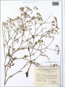 Резак обыкновенный Bernh., Крым (KRYM) (Россия)