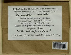 Trachycystis ussuriensis (Regel & Maack) T.J. Kop., Гербарий мохообразных, Мхи - Дальний Восток (без Чукотки и Камчатки) (B20) (Россия)