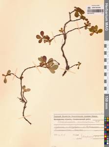 Рододендрон камчатский Pall., Сибирь, Дальний Восток (S6) (Россия)