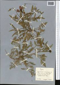 Мак, Средняя Азия и Казахстан, Копетдаг, Бадхыз, Малый и Большой Балхан (M1) (Туркмения)