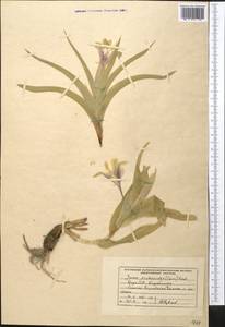 Ирис орхидный Carrière, Средняя Азия и Казахстан, Западный Тянь-Шань и Каратау (M3) (Киргизия)