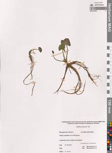 Калужница укореняющаяся (T.F.Forst.) Beck, Сибирь, Чукотка и Камчатка (S7) (Россия)