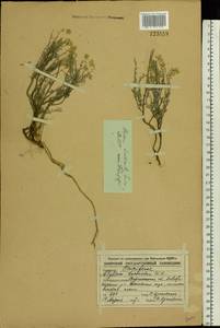 Odontarrhena tortuosa subsp. tortuosa, Восточная Европа, Центральный лесостепной район (E6) (Россия)