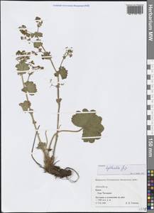 Манжетка мелкоцветковая Juz., Крым (KRYM) (Россия)