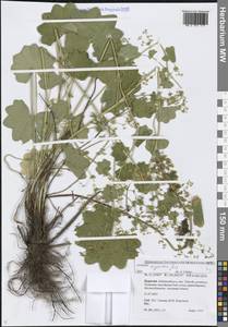 Манжетка дубравная Alechin, Сибирь, Прибайкалье и Забайкалье (S4) (Россия)