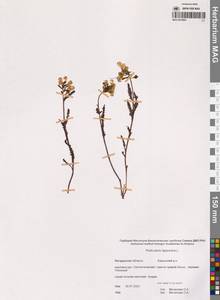 Мытник лапландский L., Сибирь, Чукотка и Камчатка (S7) (Россия)