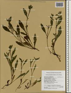 Echium humile subsp. humile, Зарубежная Азия (ASIA) (Кипр)