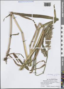Двукисточник тростниковидный L., Сибирь, Дальний Восток (S6) (Россия)