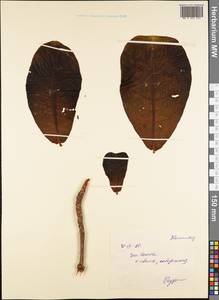 Magnoliopsida, Австралия и Океания (AUSTR) (Самоа)