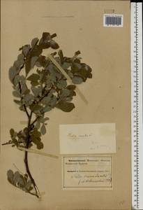 Ива ушастая L., Восточная Европа, Северный район (E1) (Россия)