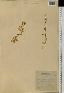 Гонкения бутерлаковидная (L.) Ehrh., Сибирь, Чукотка и Камчатка (S7) (Россия)
