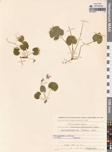 Viola epipsila subsp. repens (Turcz.) W.Becker, Сибирь, Чукотка и Камчатка (S7) (Россия)