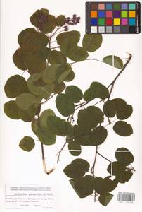 Amelanchier × spicata (Lam.) K.Koch, Восточная Европа, Центральный лесостепной район (E6) (Россия)