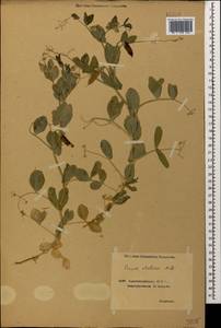 Lathyrus oleraceus Lam., Кавказ, Азербайджан (K6) (Азербайджан)