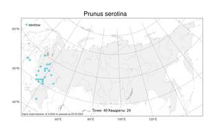 Prunus serotina, Черемуха поздняя Ehrh., Атлас флоры России (FLORUS) (Россия)