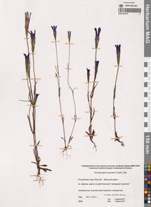 Горечавочник бородатый (Froel.) Ma, Сибирь, Якутия (S5) (Россия)