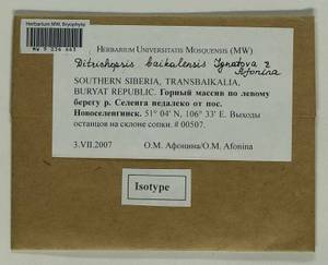 Ditrichopsis baikalensis Ignatova & Afonina, Гербарий мохообразных, Мхи - Прибайкалье и Забайкалье (B18) (Россия)