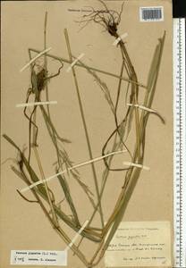 Lolium giganteum (L.) Darbysh., Восточная Европа, Восточный район (E10) (Россия)