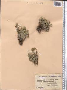 Leontopodium leontopodinum (DC.) Hand.-Mazz., Средняя Азия и Казахстан, Памир и Памиро-Алай (M2) (Таджикистан)