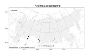 Artemisia gracilescens, Полынь тонковатая Krasch. & Iljin, Атлас флоры России (FLORUS) (Россия)