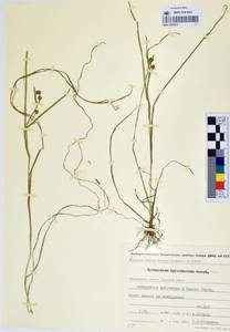 MAG 0003612, Ежеголовник северный  Laest. ex Beurl., Сибирь, Чукотка и Камчатка (S7) (Россия)