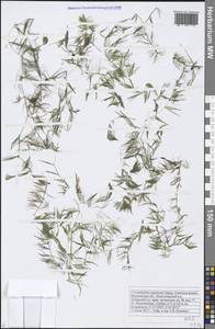 Ceratophyllum muricatum subsp. muricatum, Восточная Европа, Центральный лесостепной район (E6) (Россия)