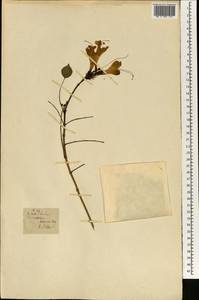 Magnoliopsida, Африка (AFR) (Португалия)