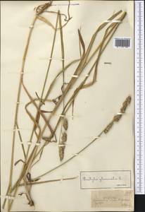 Ежа сборная L., Средняя Азия и Казахстан, Джунгарский Алатау и Тарбагатай (M5) (Казахстан)