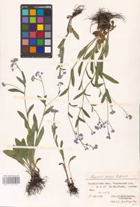 MHA 0 153 375, Myosotis alpestris subsp. suaveolens (Waldst. & Kit. ex Willd.) Strid, Восточная Европа, Восточный район (E10) (Россия)