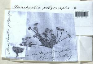 Marchantia polymorpha L., Гербарий мохообразных, Мхи - Западная Европа (BEu)