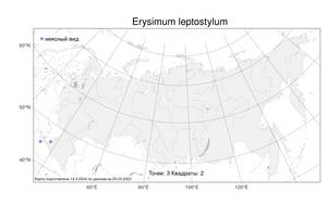 Erysimum leptostylum, Желтушник токостолбиковый DC., Атлас флоры России (FLORUS) (Россия)