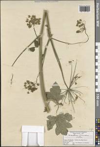 Heracleum sphondylium subsp. ternatum (Velen.) Brummitt, Зарубежная Азия (ASIA) (Турция)