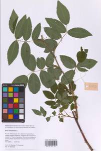 Шиповник майский Herrm., Восточная Европа, Московская область и Москва (E4a) (Россия)