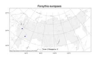 Forsythia europaea Degen & Bald., Атлас флоры России (FLORUS) (Россия)