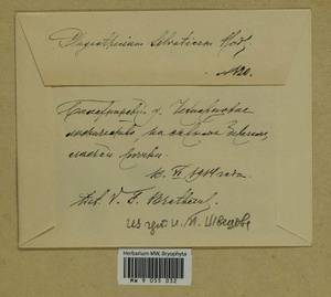Plagiothecium denticulatum (Hedw.) Schimp., Гербарий мохообразных, Мхи - Центральное Нечерноземье (B6) (Россия)