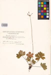 Подлесник европейский L., Восточная Европа, Московская область и Москва (E4a) (Россия)